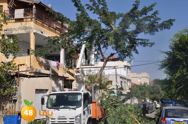 trees lud 1112 (21).JPG